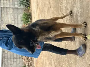 1+ year Male Purebred German Shepherd
