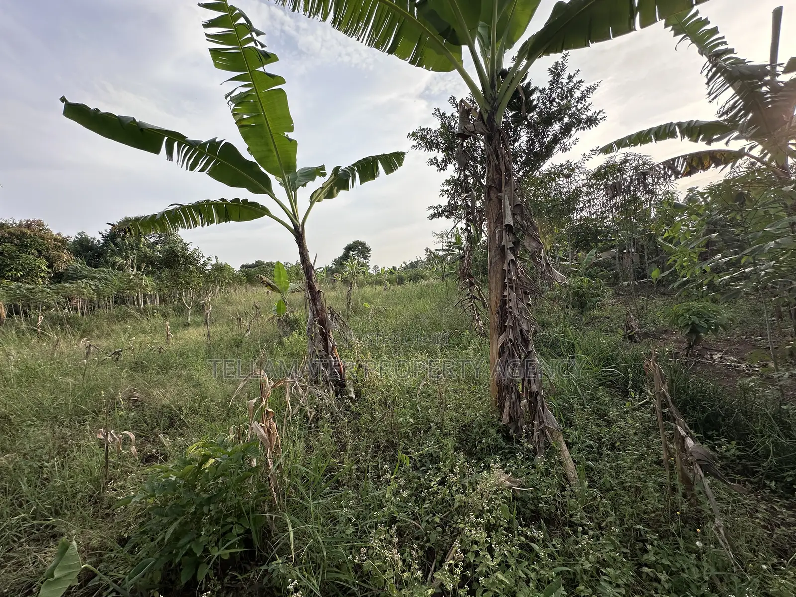 50*100ft Mailo Plot at Nakifuma-Kakinzi for Sale at Only 13m Only