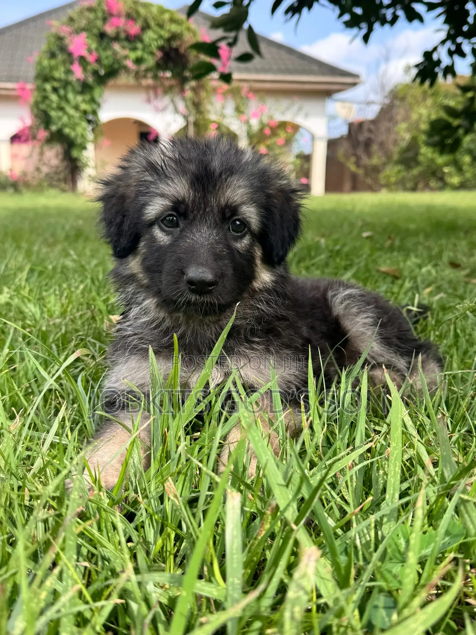 1-3 months Male Purebred German Shepherd
