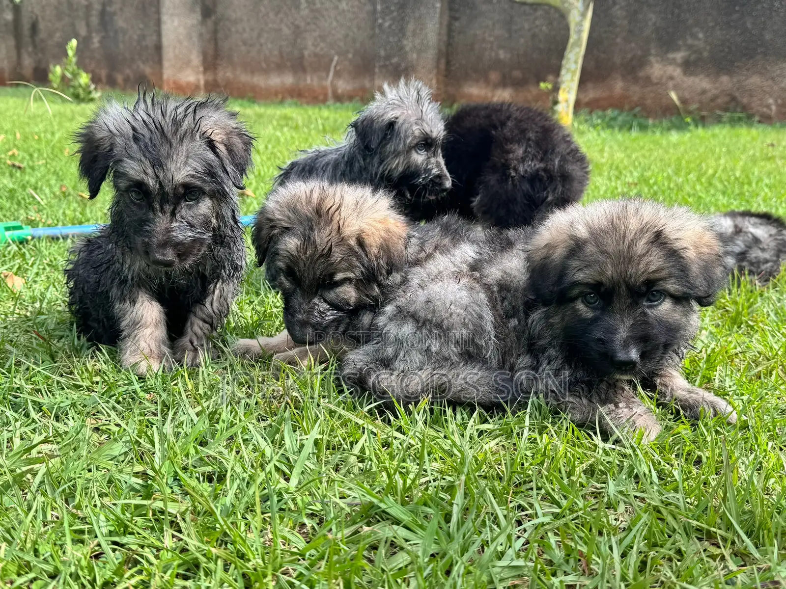 1-3 months Male Purebred German Shepherd