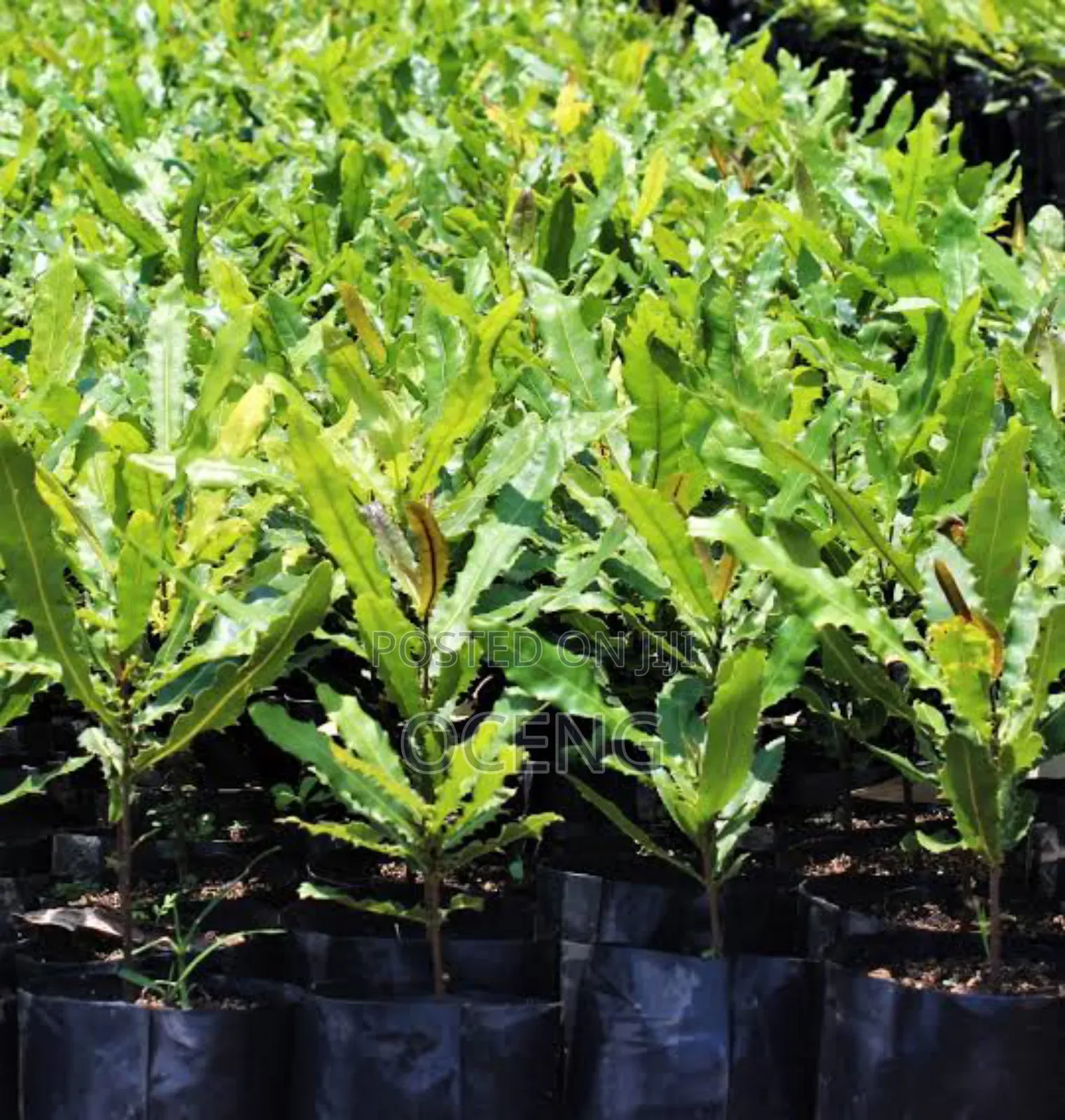 Macadamia Nut Seedlings