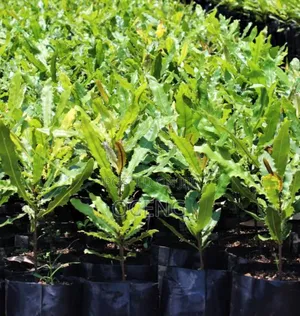 Macadamia Nut Seedlings