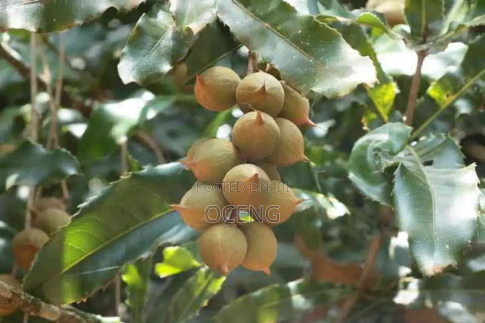 Macadamia Nut Seedlings