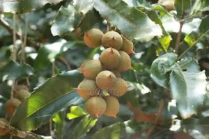 Macadamia Nut Seedlings