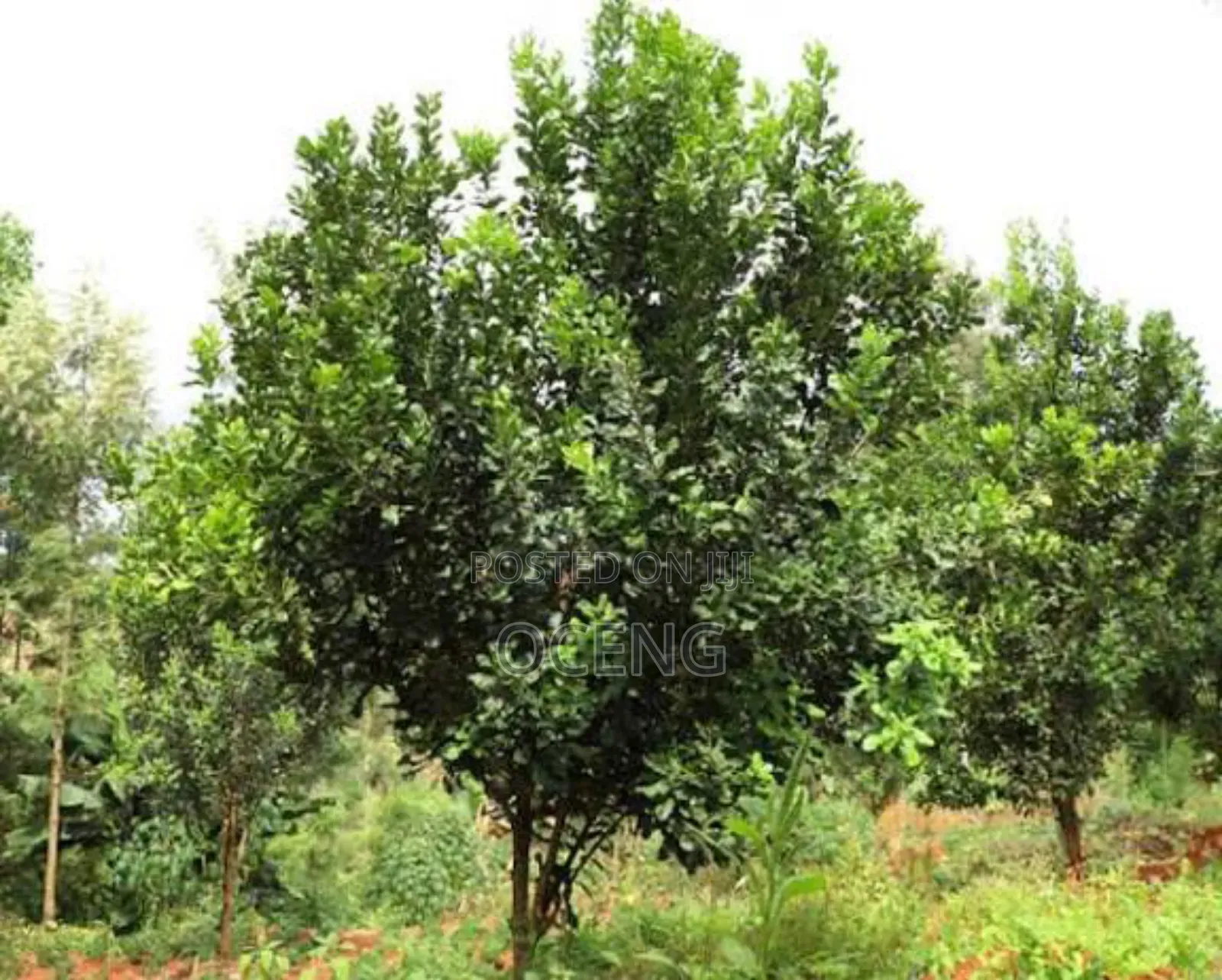 Macadamia Nut Seedlings