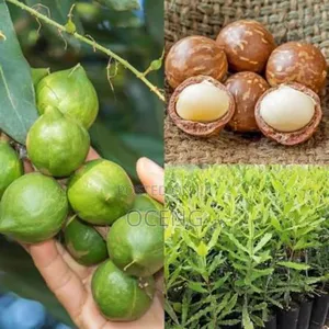 Macadamia Nut Seedlings