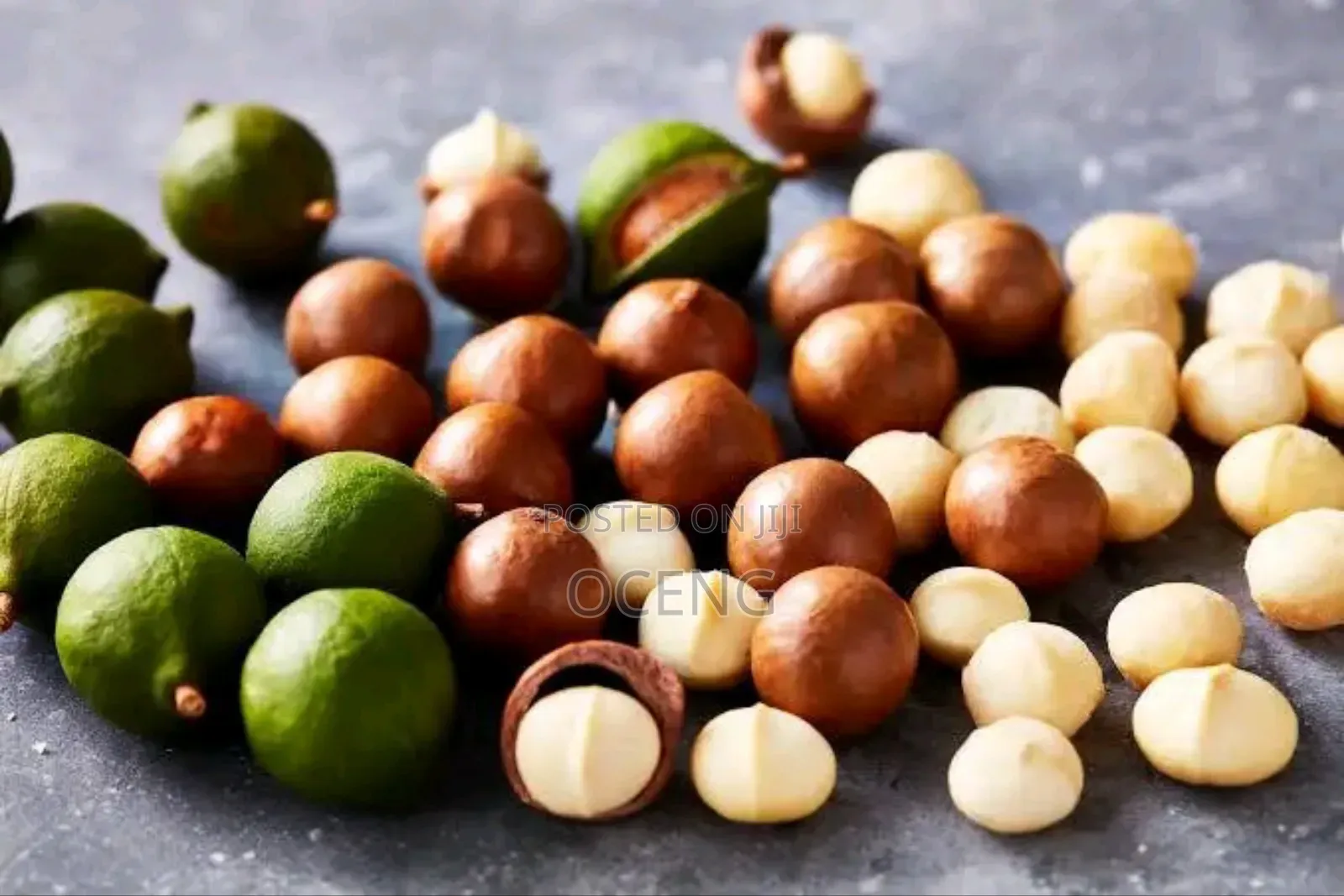 Macadamia Nut Seedlings