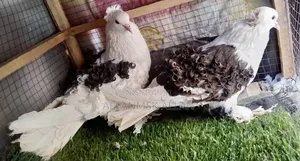 Frillback Mature Pigeons