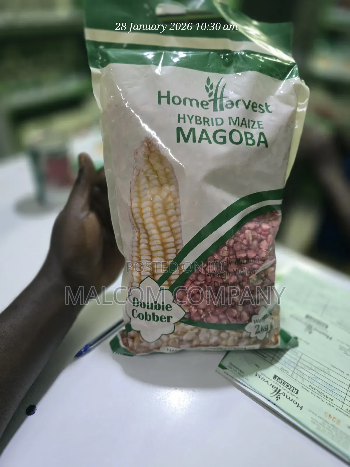 Maize Seeds for Planting ( Hybrid Variety) 2kg