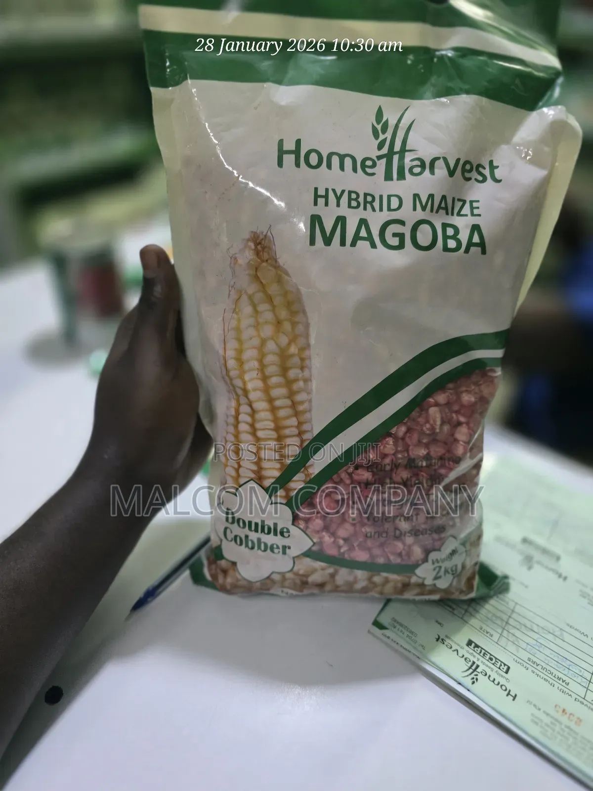 Maize Seeds for Planting ( Hybrid Variety) 2kg