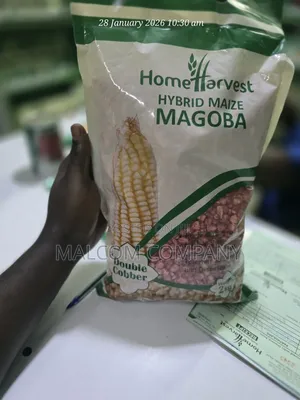 Maize Seeds for Planting ( Hybrid Variety) 2kg