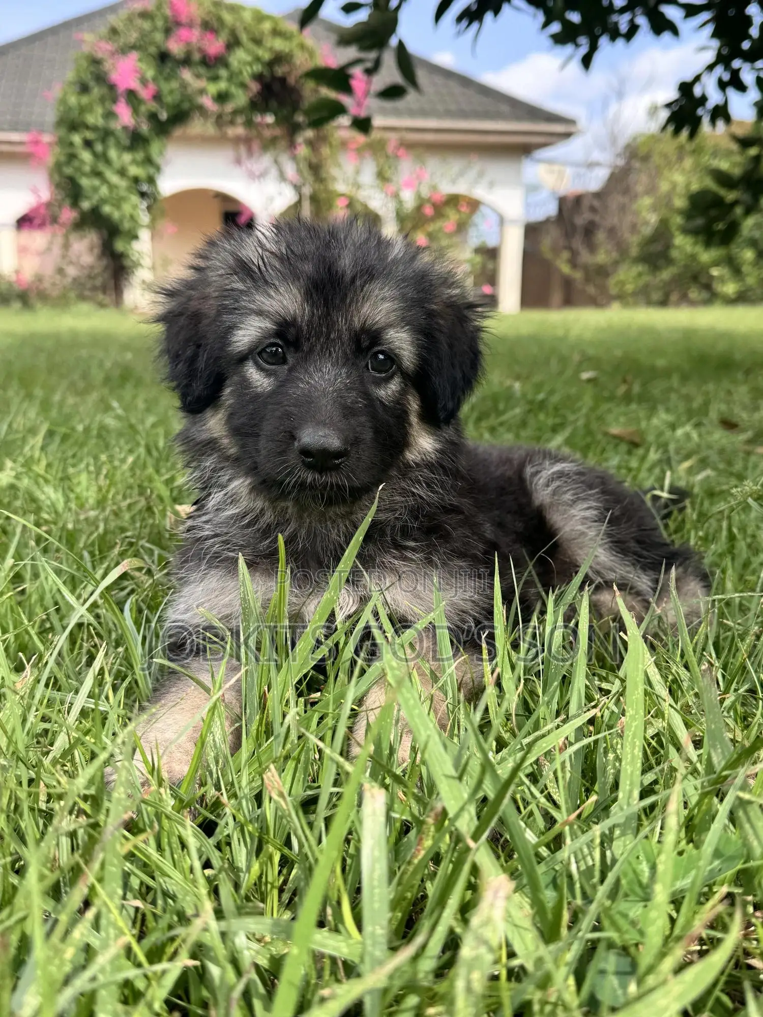 1-3 months Male Purebred German Shepherd