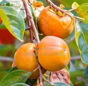 Beach Apricot Seedlings