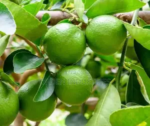 Grafted Green Lemons - Seedlings