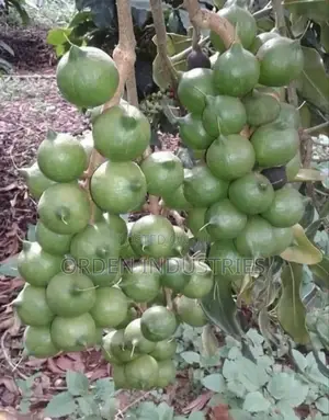 Macadamia- Seedlings