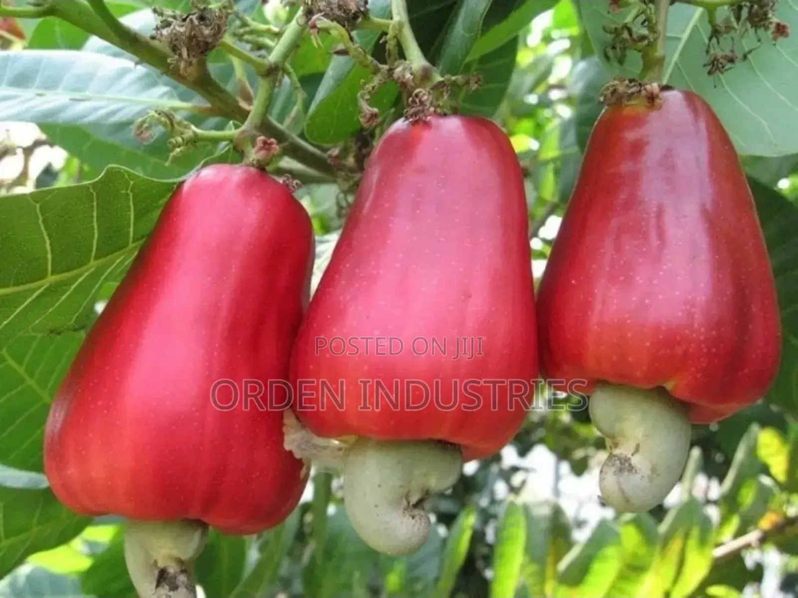 Cashew Nuts- Seedlings
