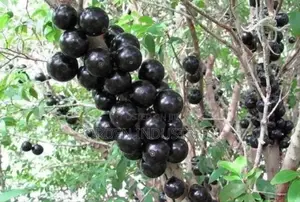Black Grape Fruit- Seedlings