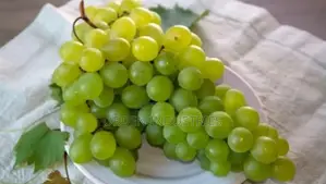 Green Table Grapes - Seedlings
