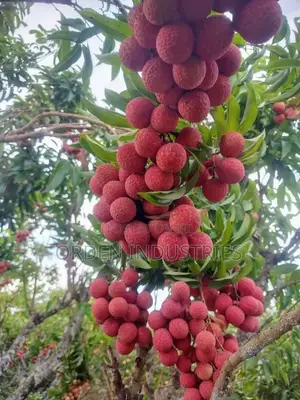 Lychee Fruit-Seedlings