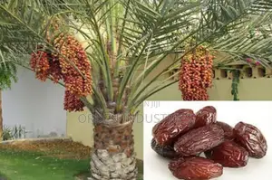 Dates ( Entende ) - Seedlings