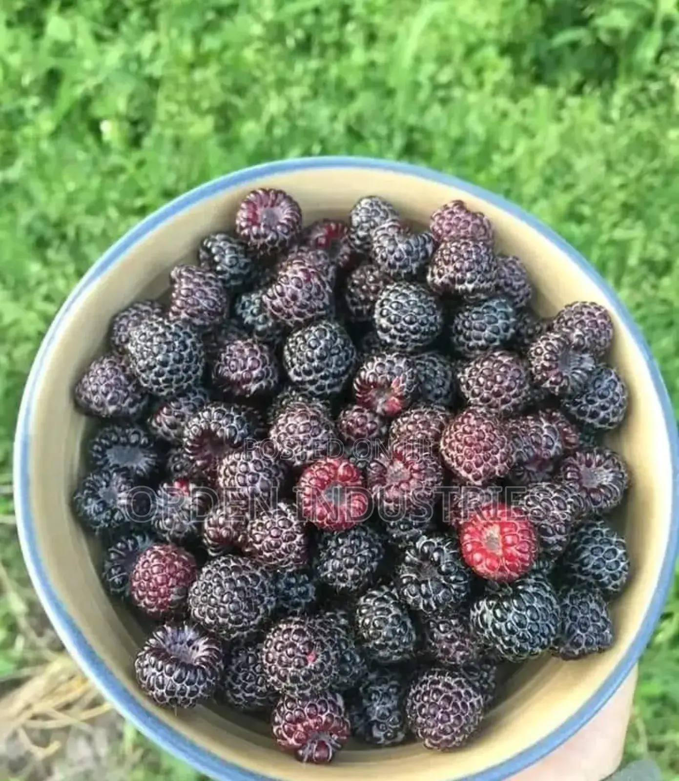 Raspberries Seedlings