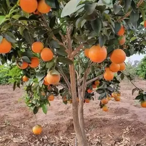 Grafted Oranges Seedlings