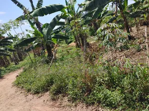 100ft by 100ft Plot in Buwalula Trading Centre, Mityana Road