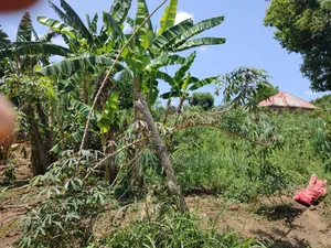 100ft by 100ft Plot in Buwalula Trading Centre, Mityana Road