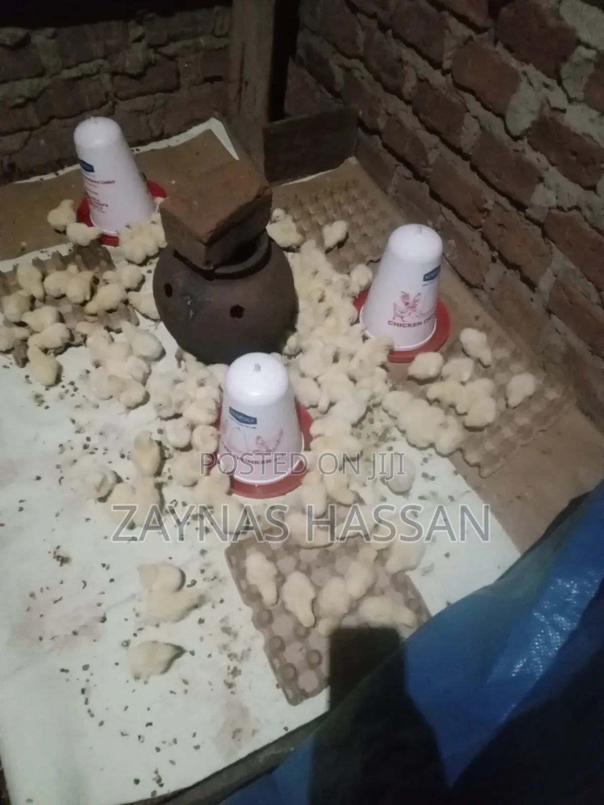 Zaria Local Poultry Farm
