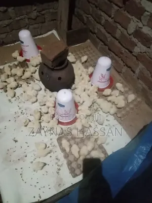 Zaria Local Poultry Farm