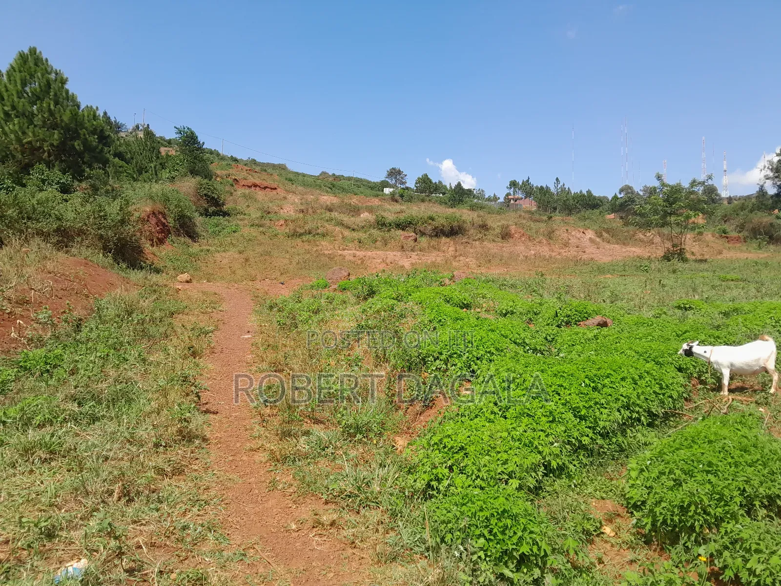 Plot for Sale in Bugembe Town Council Jinja