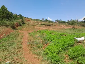 Plot for Sale in Bugembe Town Council Jinja