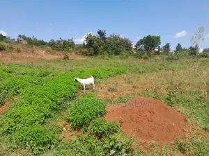 Plot for Sale in Bugembe Town Council Jinja