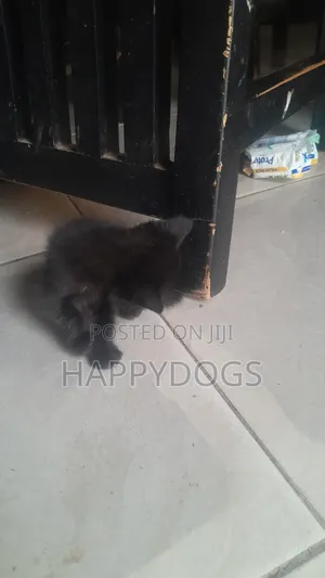 1-3 months Male Mixed Breed Mixed
