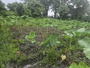 Land 2 Acres Located at Matuga