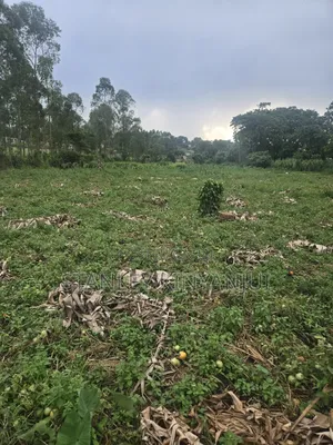 Land 2 Acres Located at Matuga