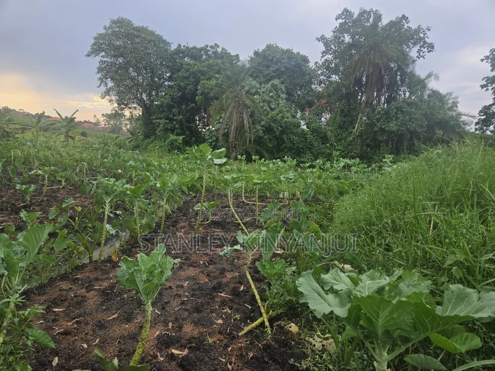 Land 2 Acres Located at Matuga