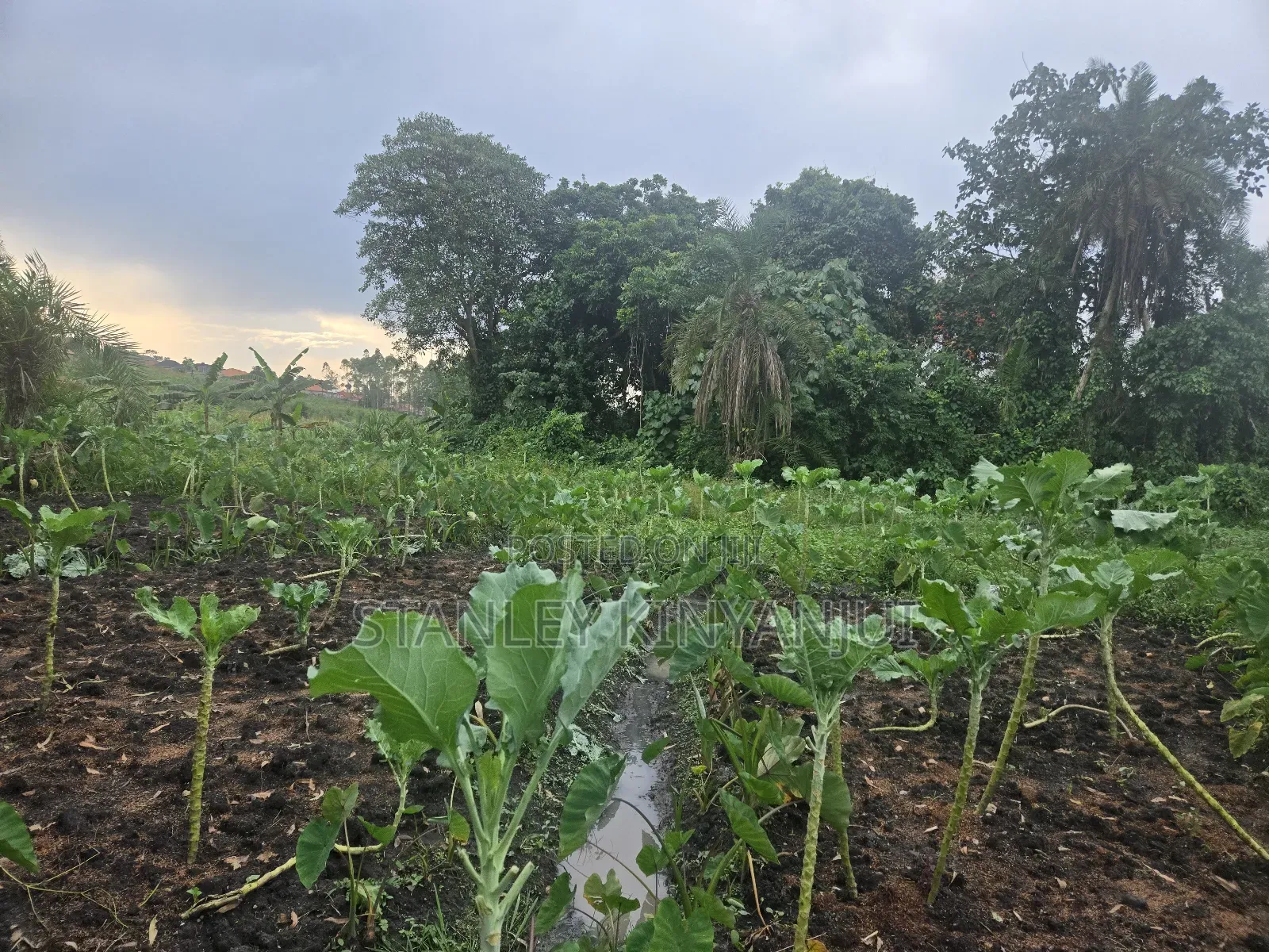 Land 2 Acres Located at Matuga