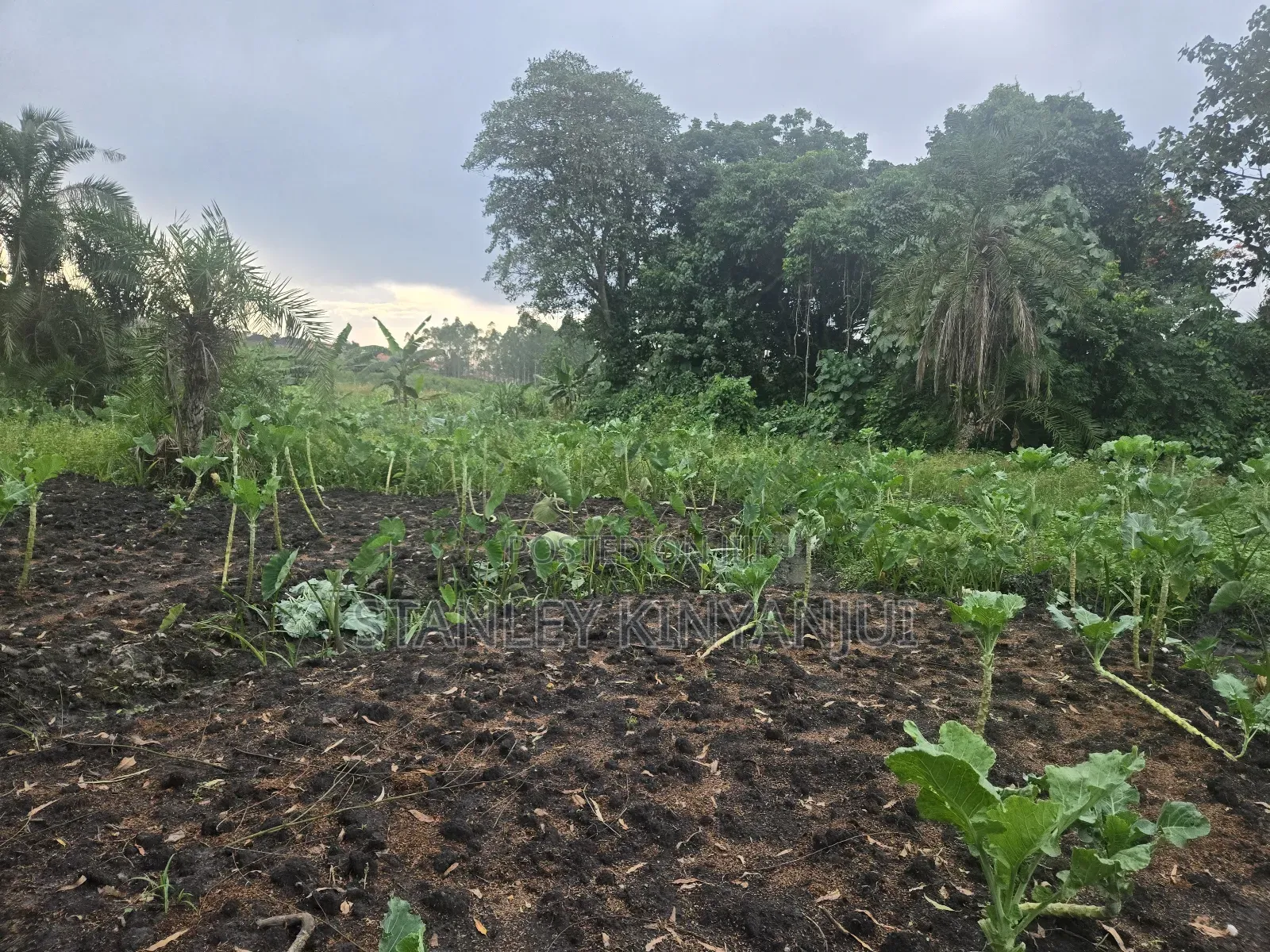 Land 2 Acres Located at Matuga