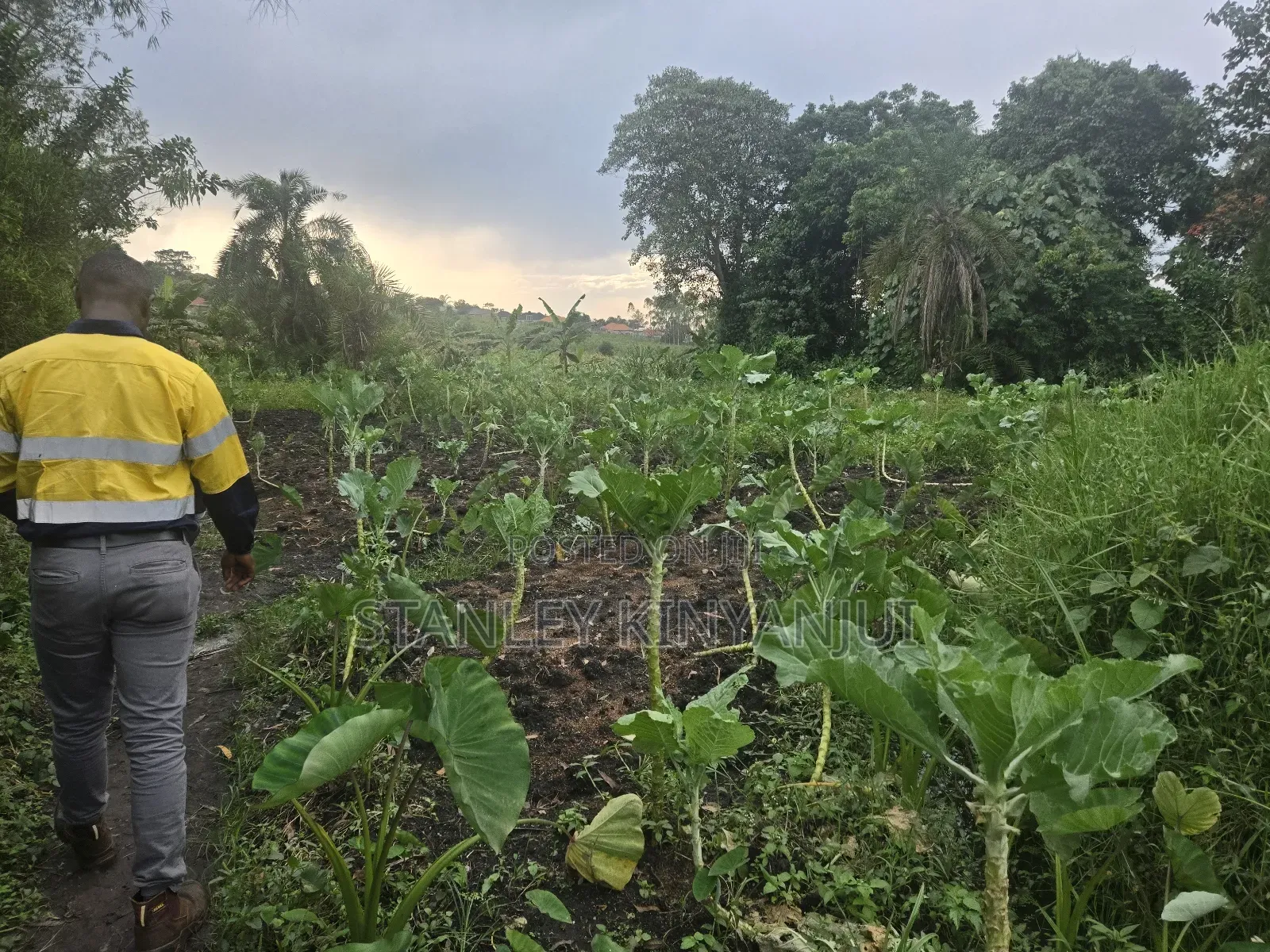 Land 2 Acres Located at Matuga