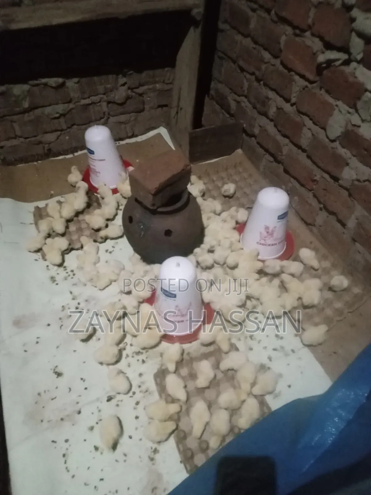 Zaria Local Poultry Farm