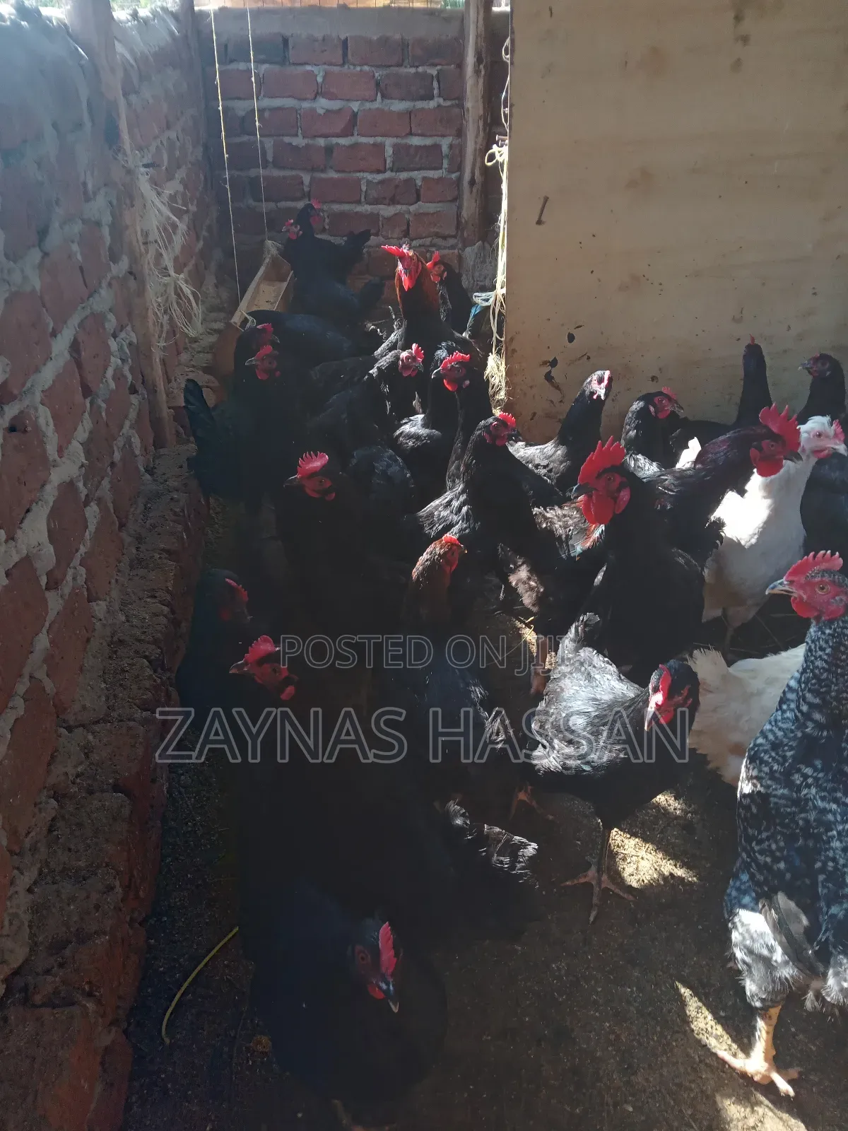 Zaria Local Poultry Farm