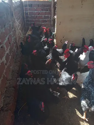 Zaria Local Poultry Farm