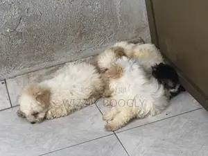 1-3 months Female Purebred Maltese