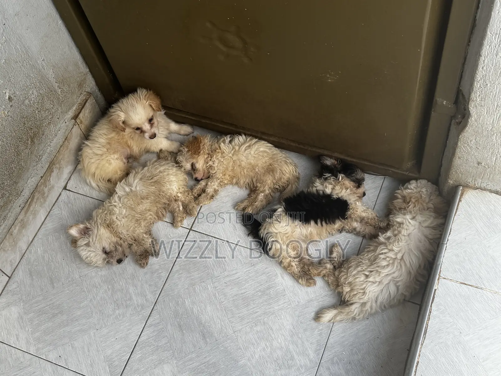 1-3 months Female Purebred Maltese