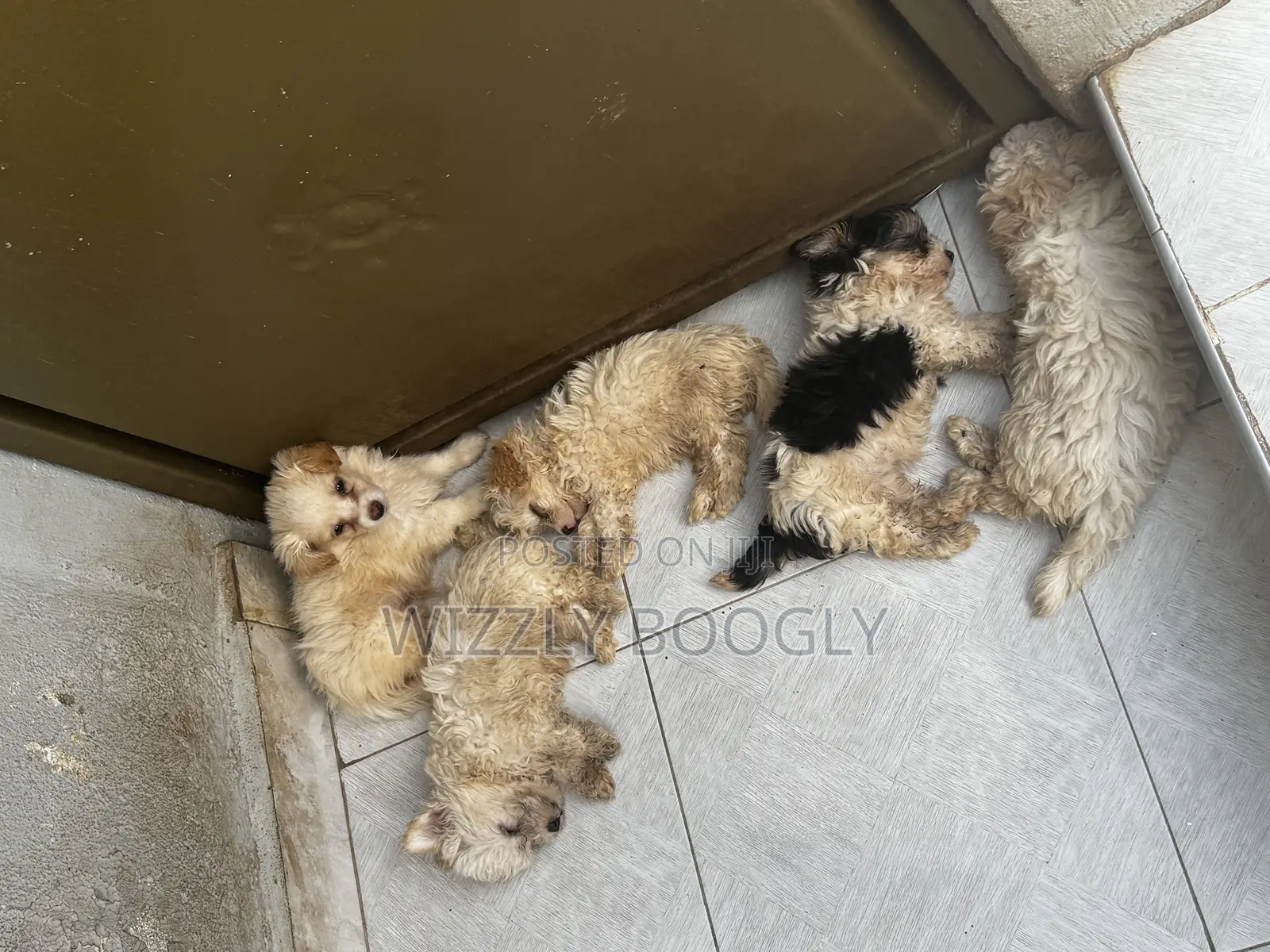1-3 months Female Purebred Maltese