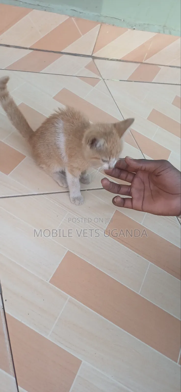 1-3 months Male Purebred Bombay