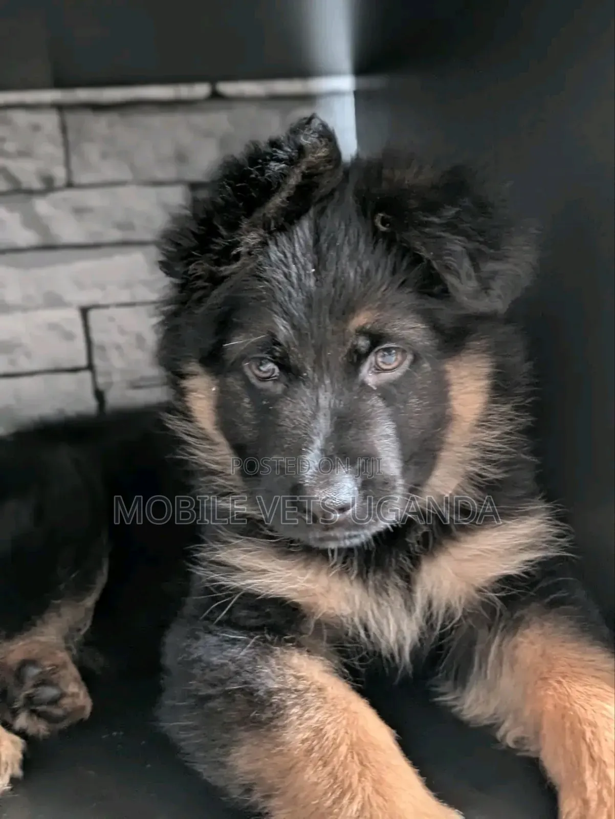 1-3 months Male Purebred German Shepherd