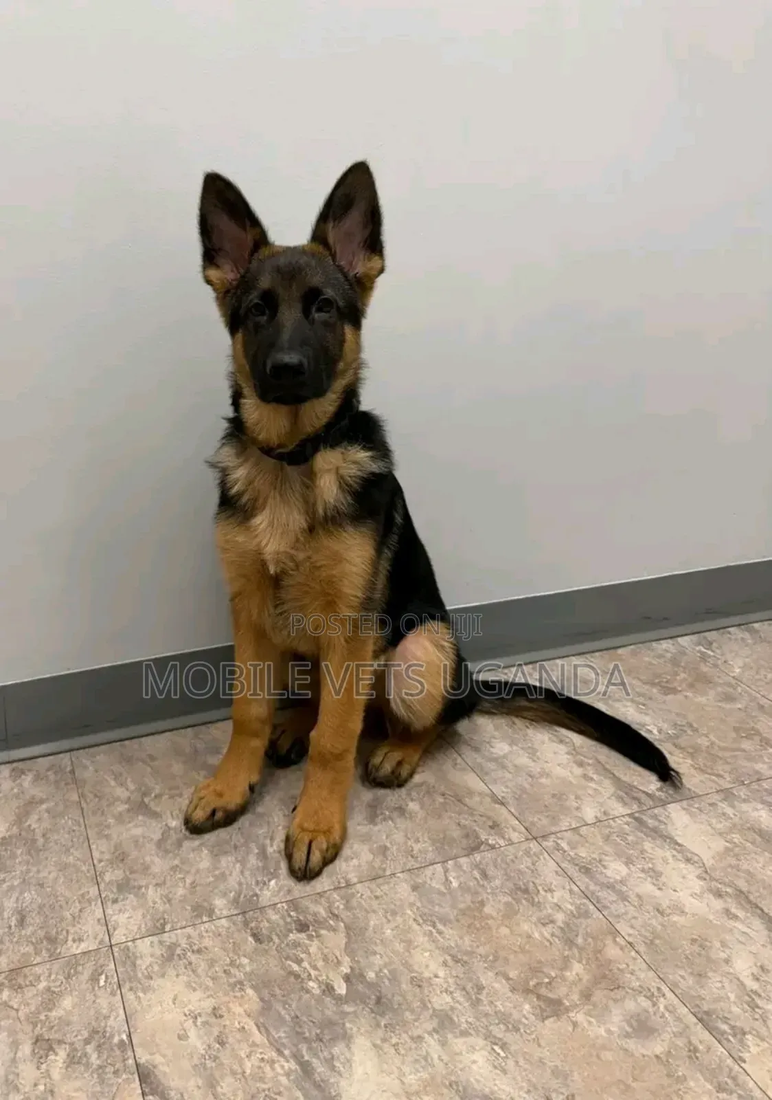 3-6 months Male Purebred German Shepherd