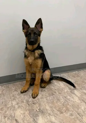 3-6 months Male Purebred German Shepherd
